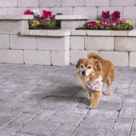 LEIER Mercato térkő feketemárvány 20x20x6 cm